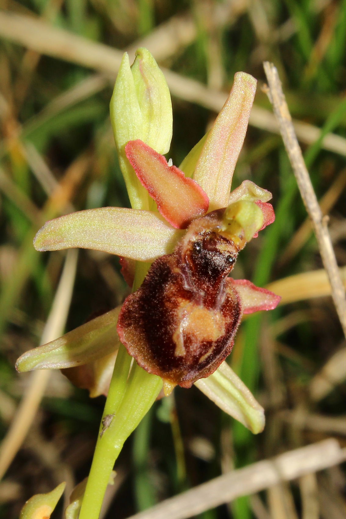 Ophrys exaltata subsp. montis-leonis - variabilit